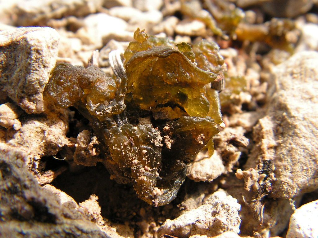 农村路边看上去很脏的"雷公屎",怎么就成为深受喜爱的美食?