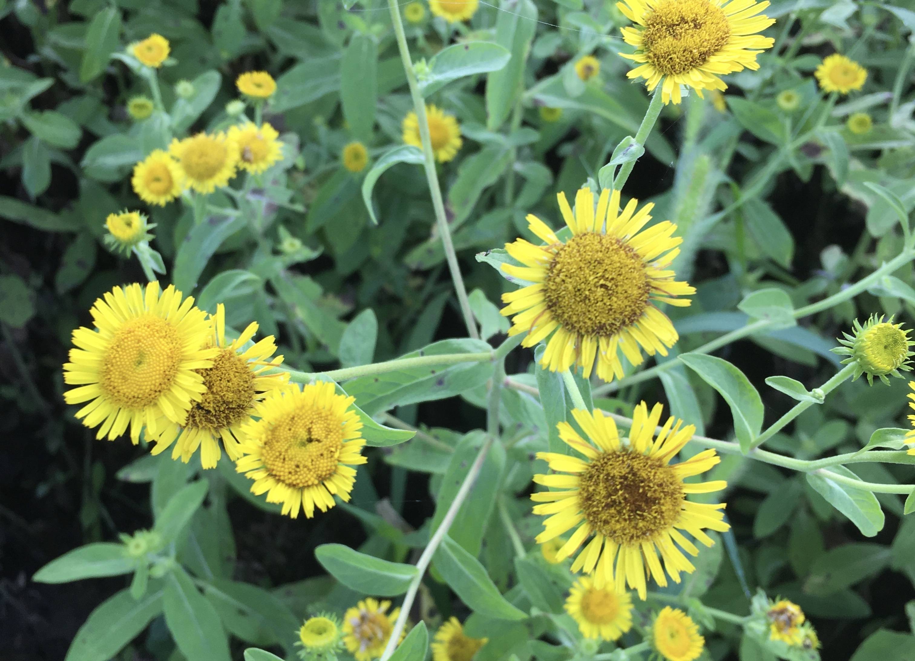 旋覆花为菊科植物旋覆花或欧亚旋覆花的干燥头状花序