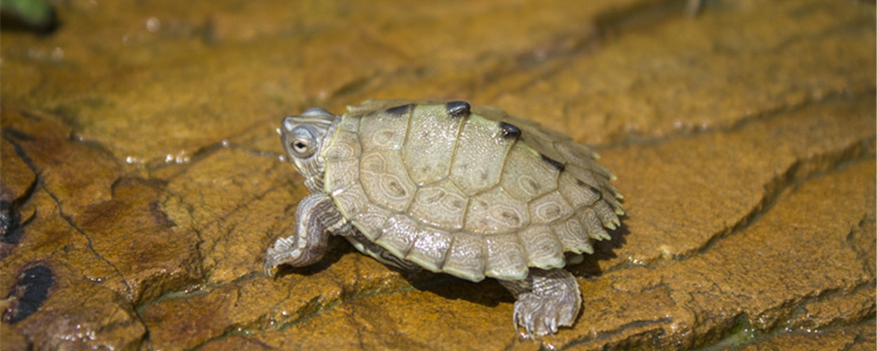 地图龟冬眠吗?地图龟能长多大?