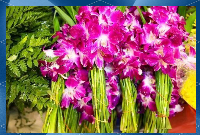 泰国派克隆花市:鲜花盛放的文化与经济之旅