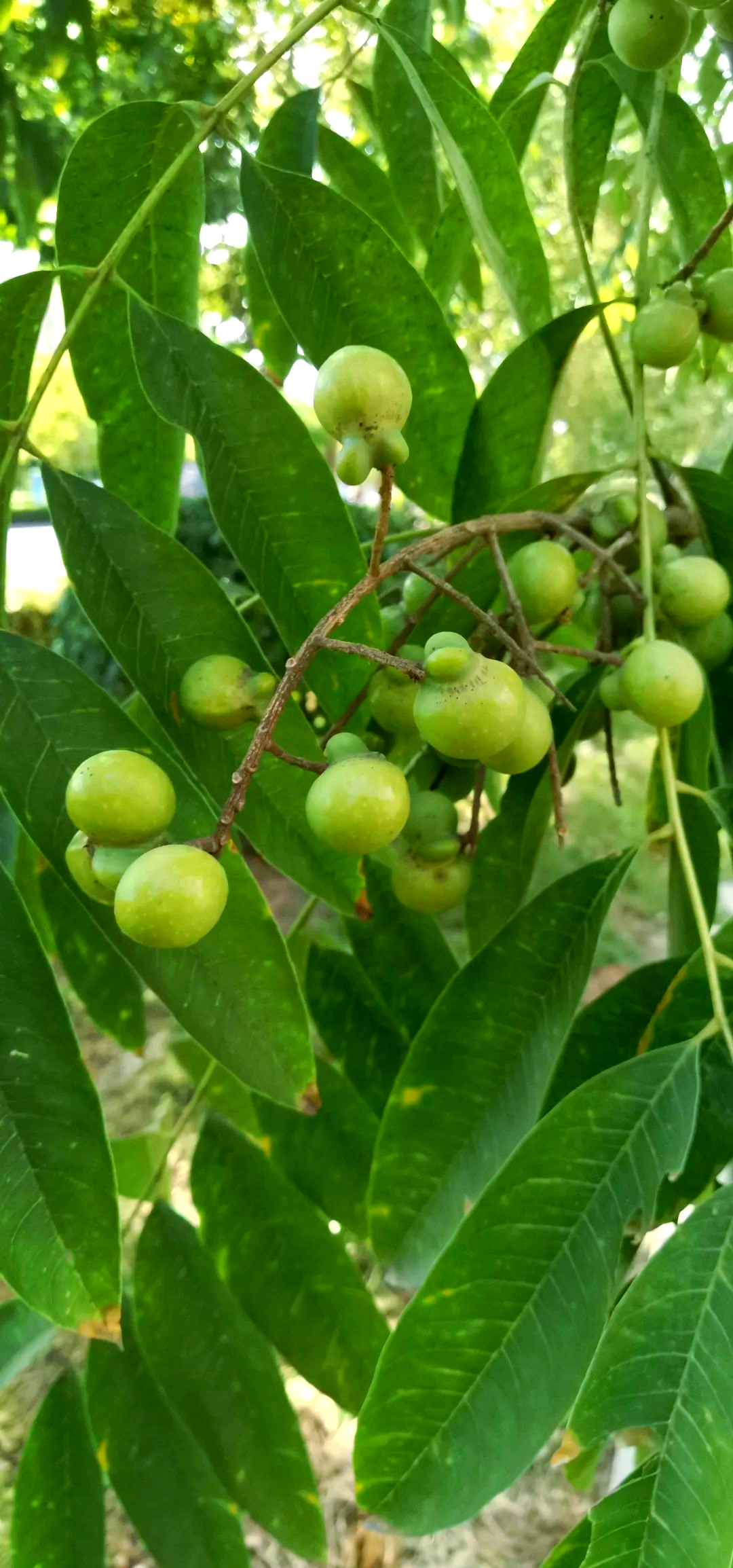 无患子:一种果实独特的江南树种