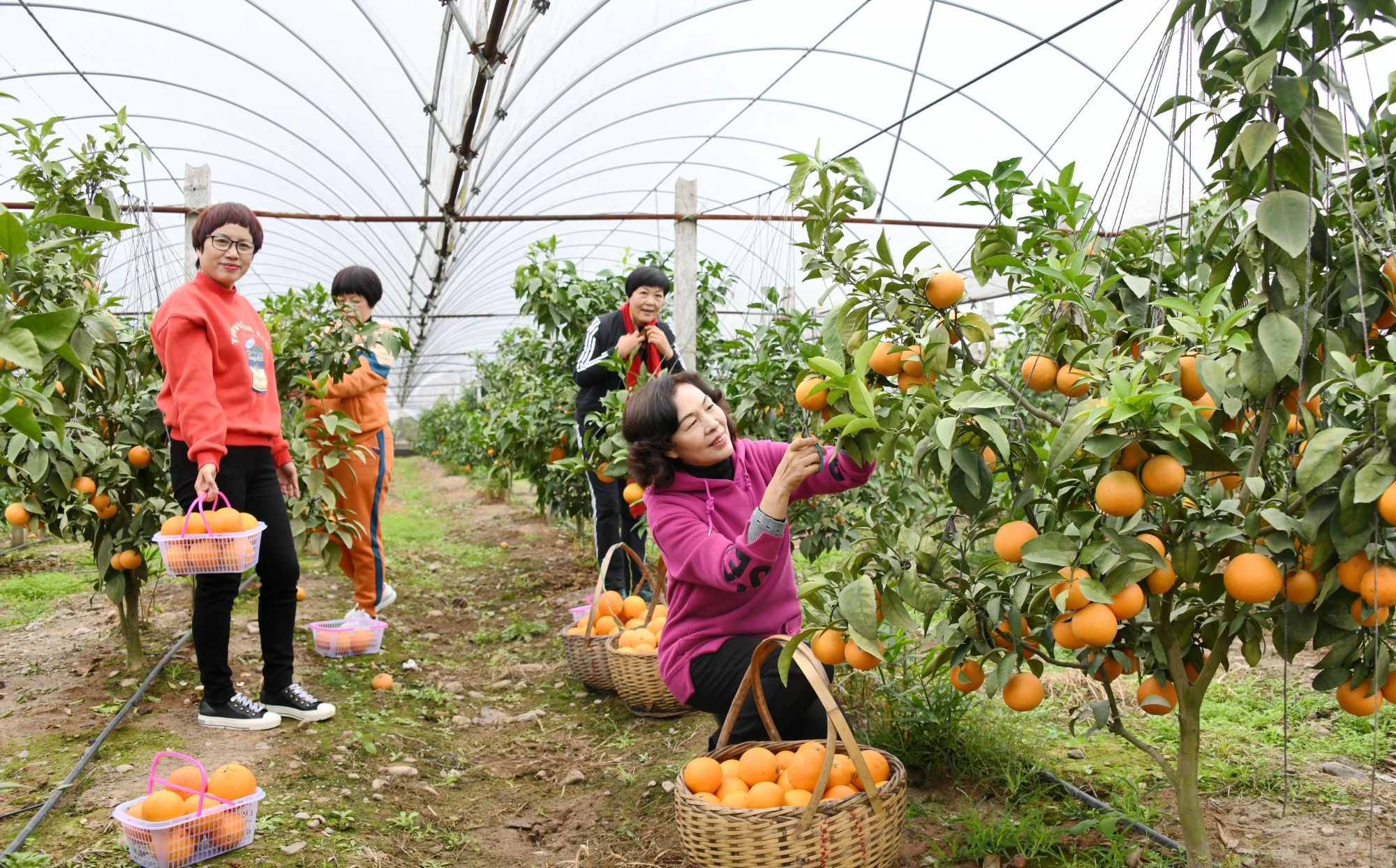 2020年11月29日,仙居县横溪镇大林村悠翔果园"红美人"柑橘园,市民正在