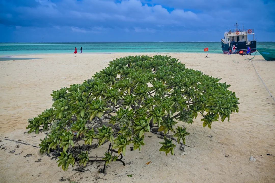 西沙之魅,又远不止珊瑚和鱼群.