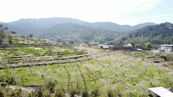 岩山镇李花盛放群山覆雪美如仙境