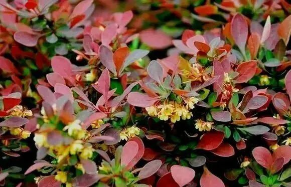 盆景小品新树种(红叶小檗)