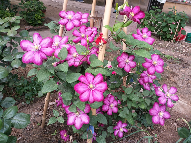 一款很耐寒的鐵線蓮,東北露養無壓力,花多花期長,適合北方花友