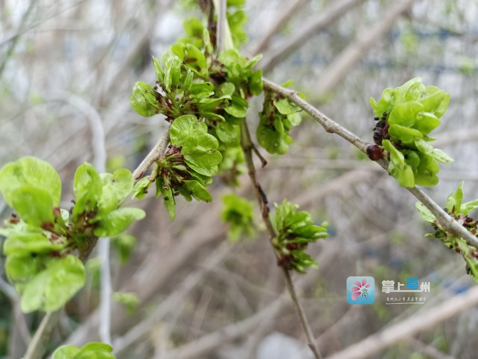 春分吃春菜 榆钱串上梢