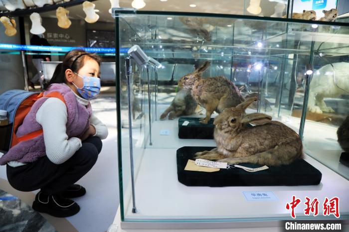钻"兔子洞"看萌兔"前世今生" 2023兔年生肖展上海开展