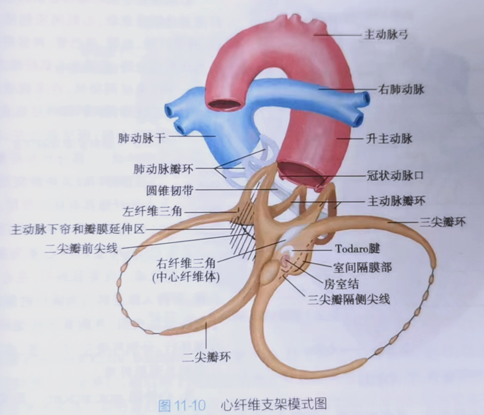 从豆腐到气球:人体器官的趣味联想与功能揭秘