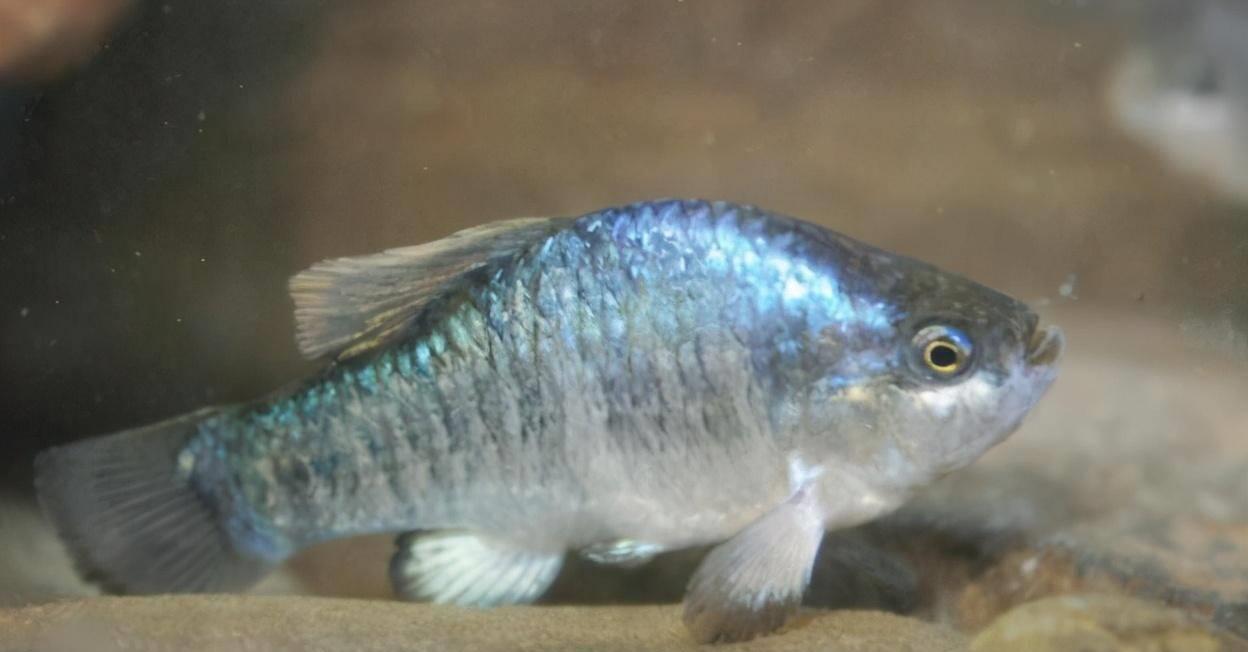 沙漠鱼:孤独生存6万年,如今仅存30条