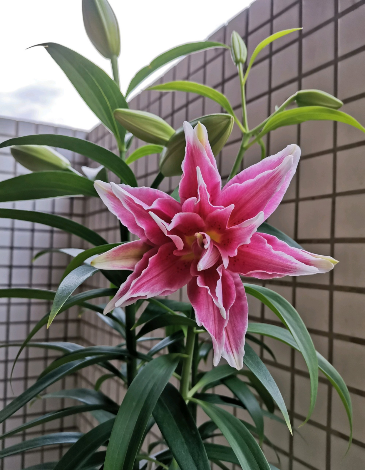 重瓣香水百合"艾琳娜"—颜值高,香气浓,栽培容易,阳台也能养