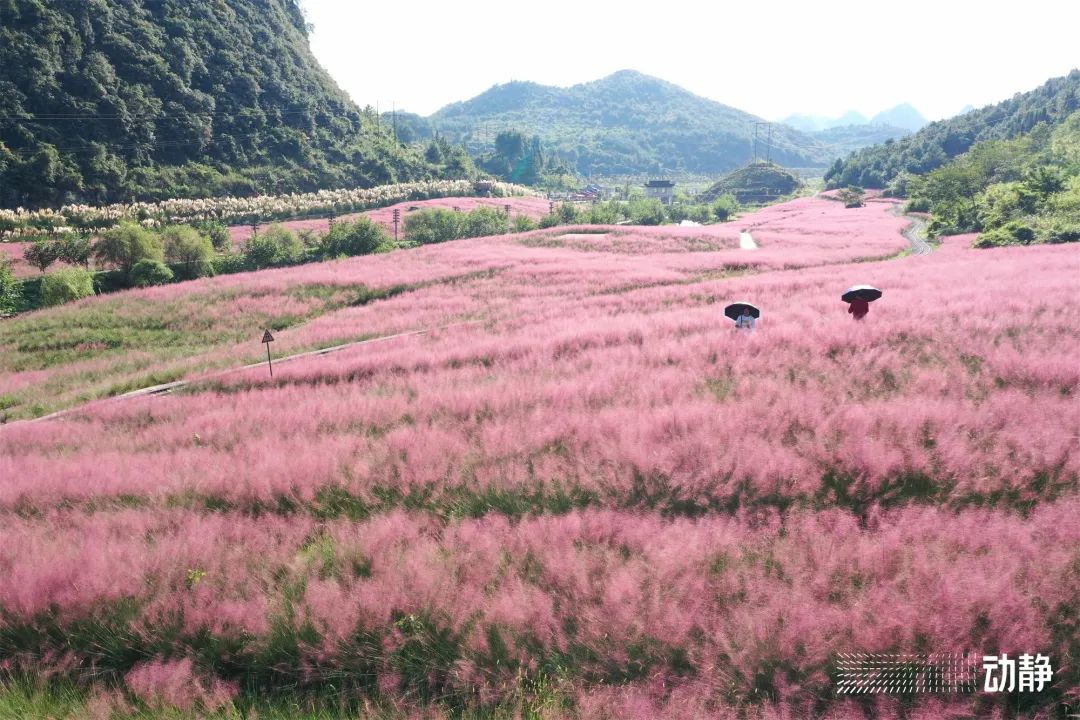 贵州的粉黛花海你看了吗?