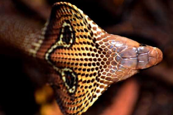 眼镜蛇和眼镜王蛇的区别照片