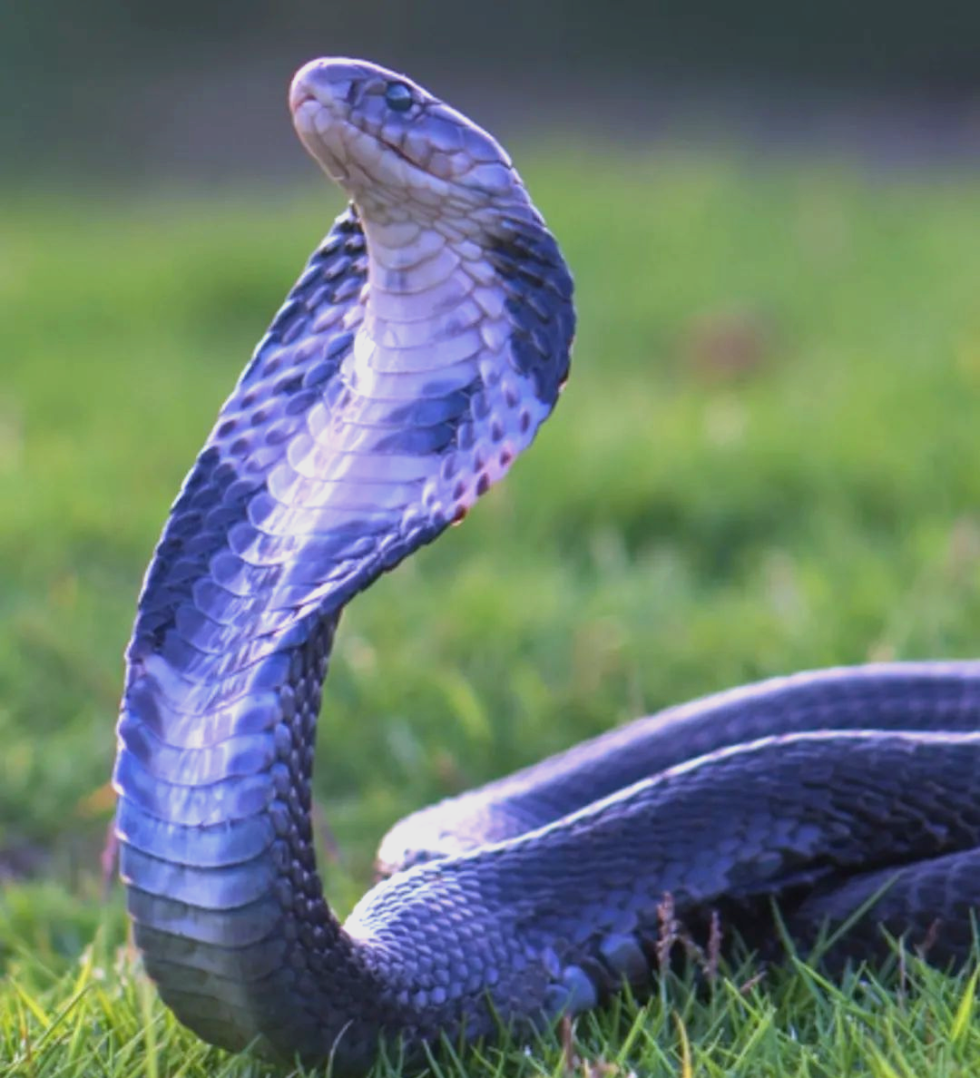 揭秘十二生肖蛇:从生物特性到文化象征的全面解读