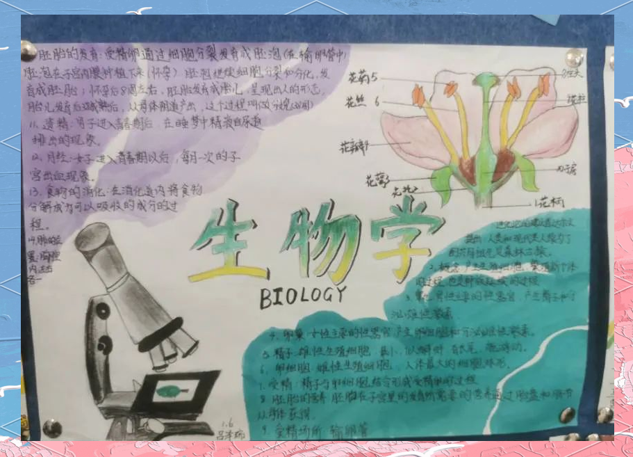 初一学生生物手抄报展览的魅力探索与成果
