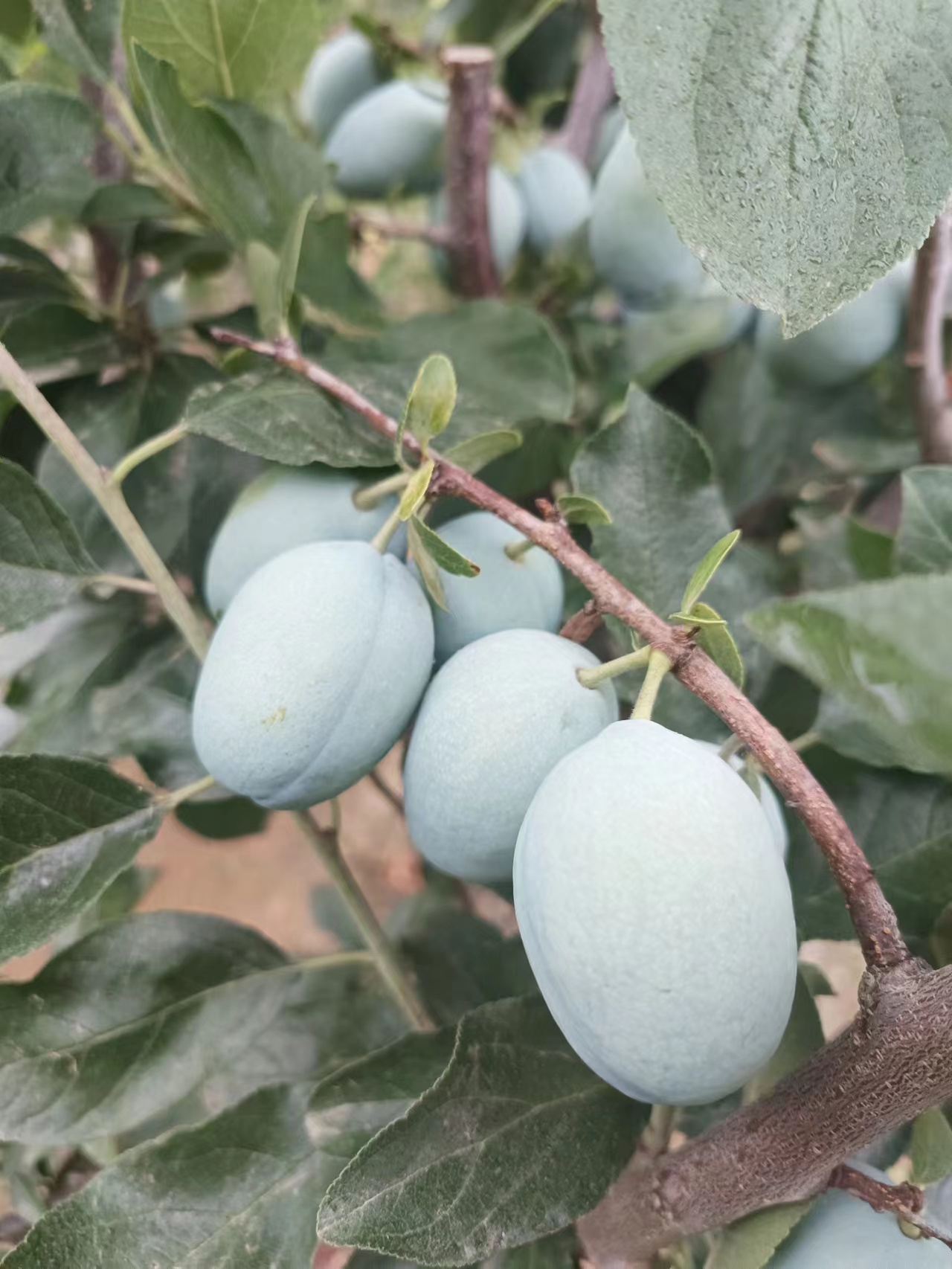 蓝蜜西梅李子品种介绍,中晚熟品种蓝蜜西梅李