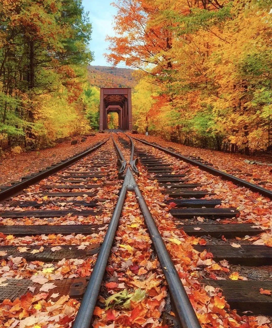 这些摄影师拍的唯美秋叶,美醉了一整个秋季!