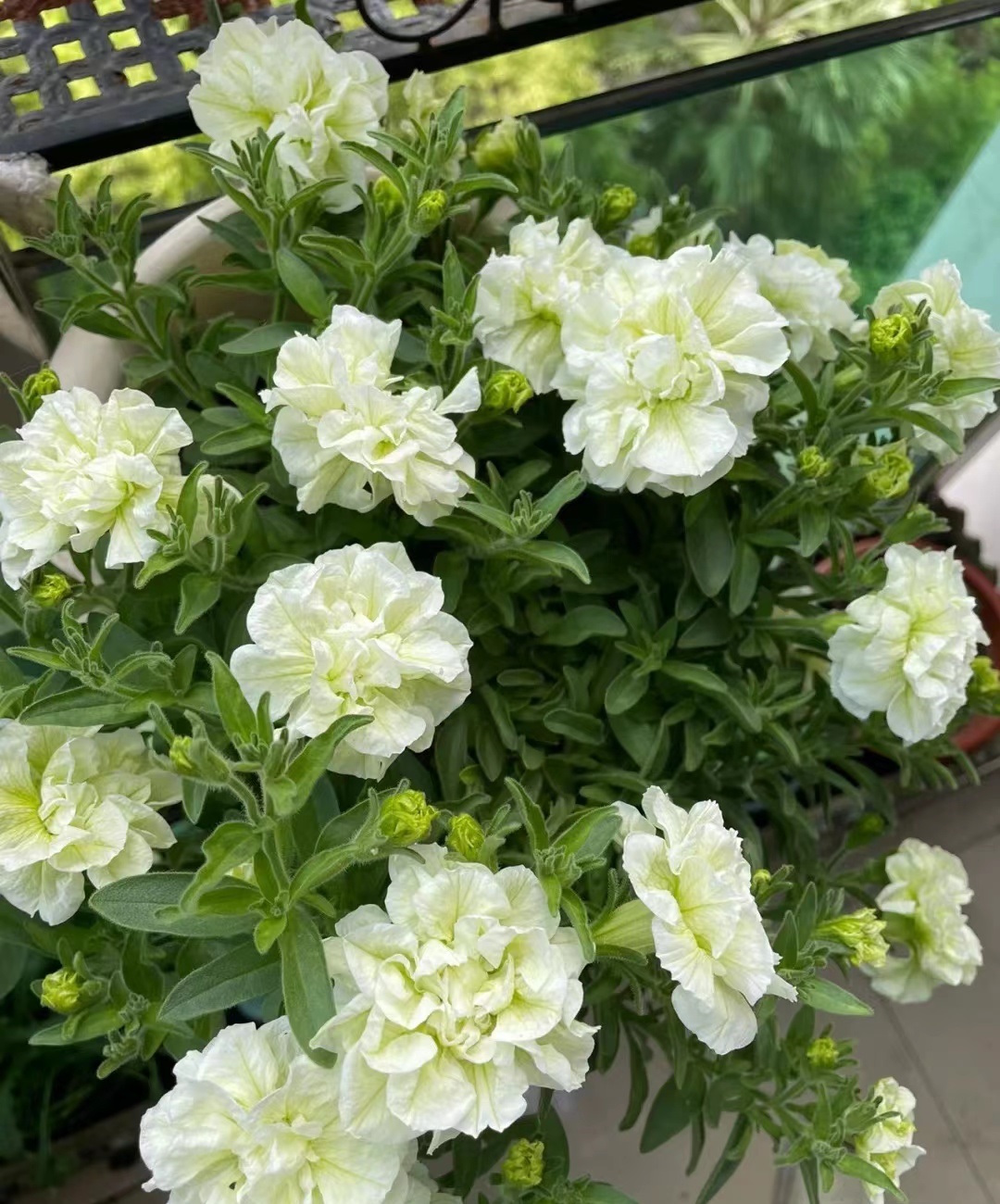 草花界的"牡丹"—重瓣矮牵牛"伊丽莎白",颜值超高,值得拥有