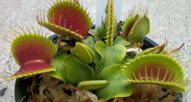 食虫草养殖方法和注意事项