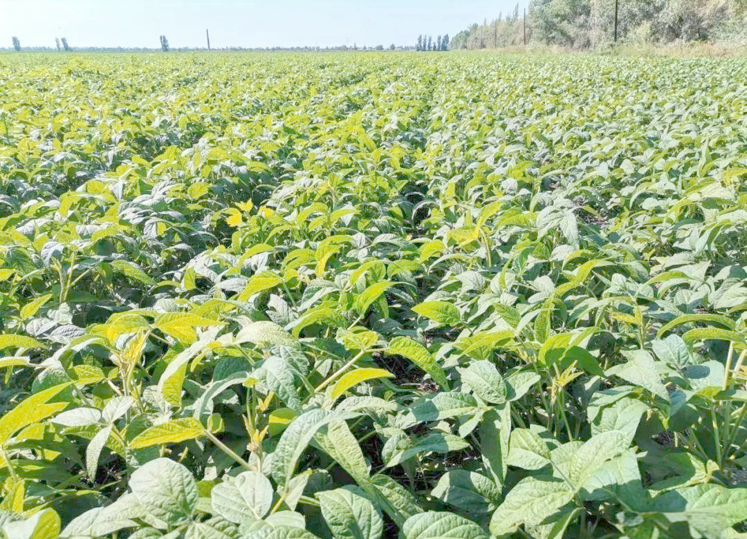 新疆春大豆膜下滴灌栽培技术要点