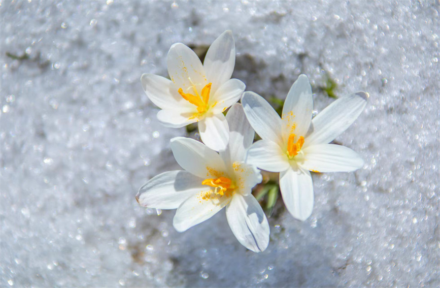 小顶冰花图片