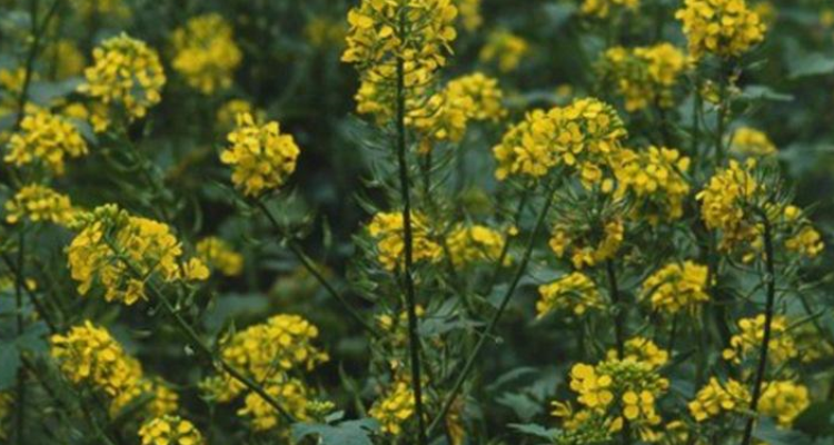 白芥子是什么植物的种子