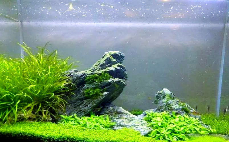 青龙石造景艺术:小型,中型,大型缸的不同布局