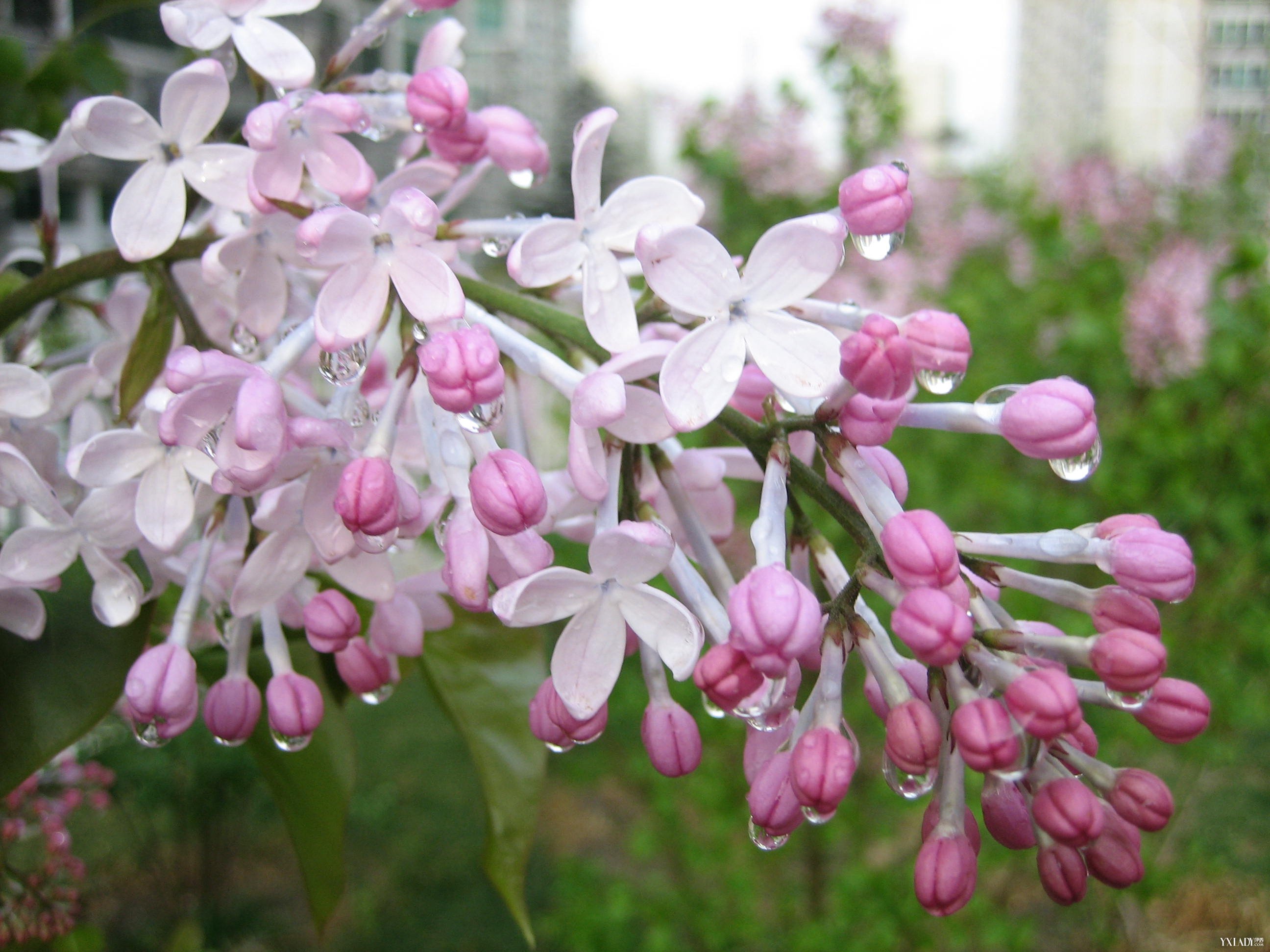 丁香花栽培管理枝术