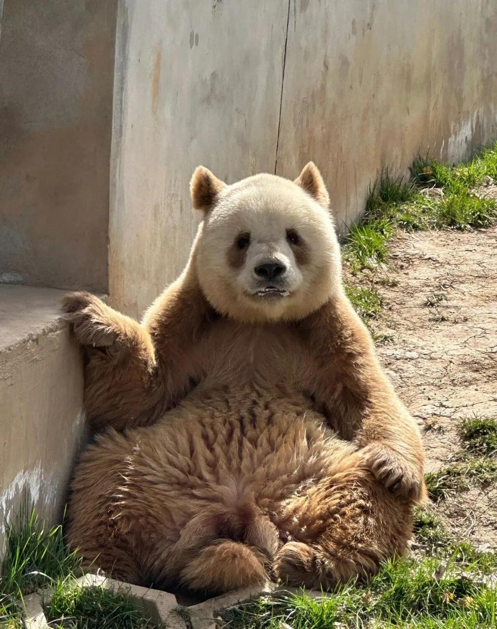 熊猫七仔因咬伤阿宝 动物园把交流窗封住了 那是它唯一能交流的地方