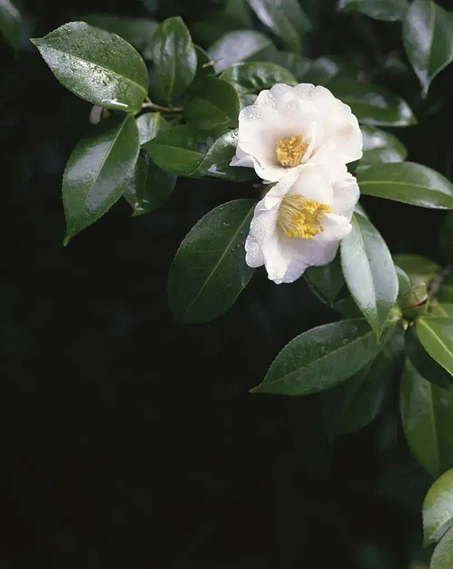 白色山茶花的花语是什么?
