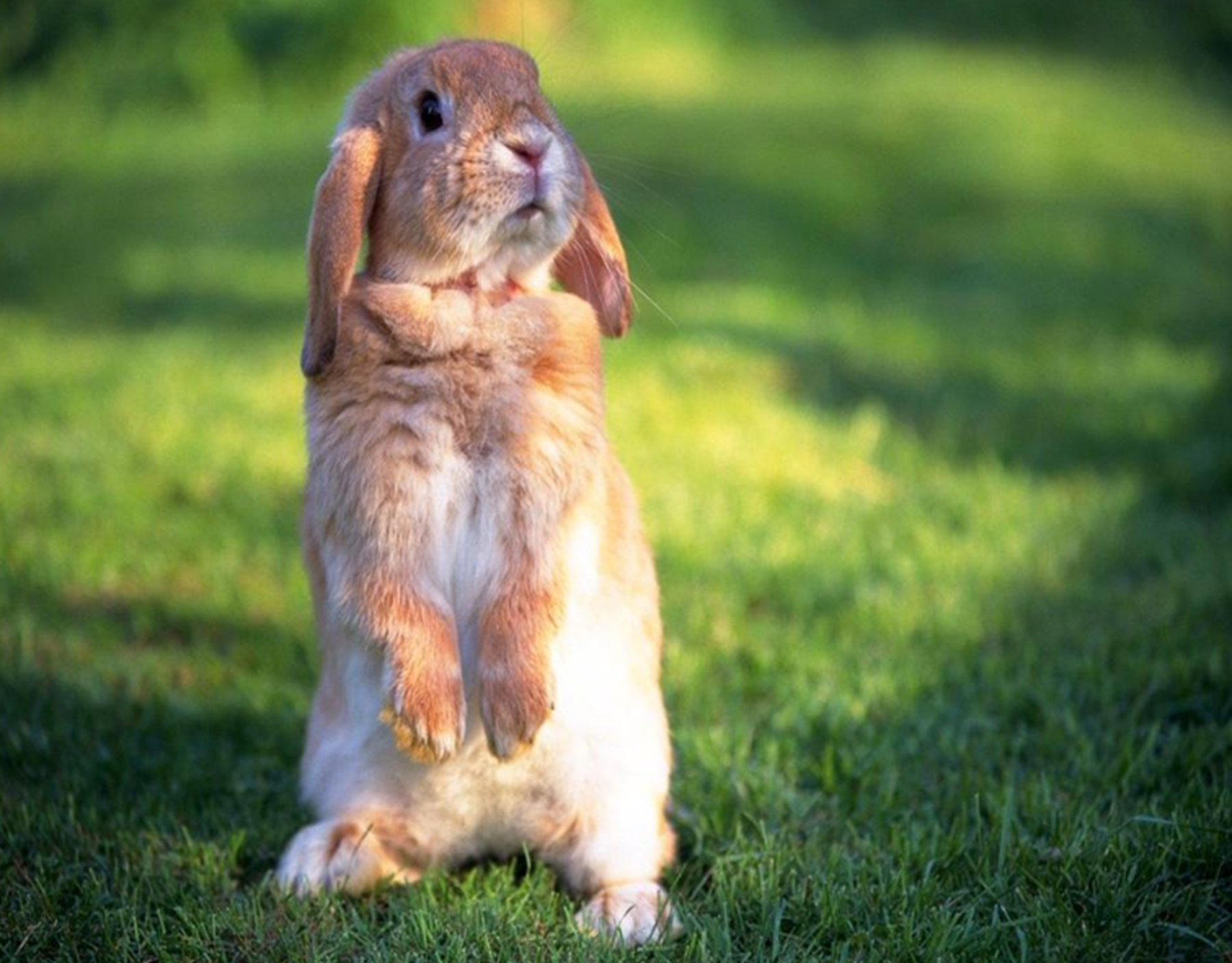 兔子能够发出什么样的声音呢?
