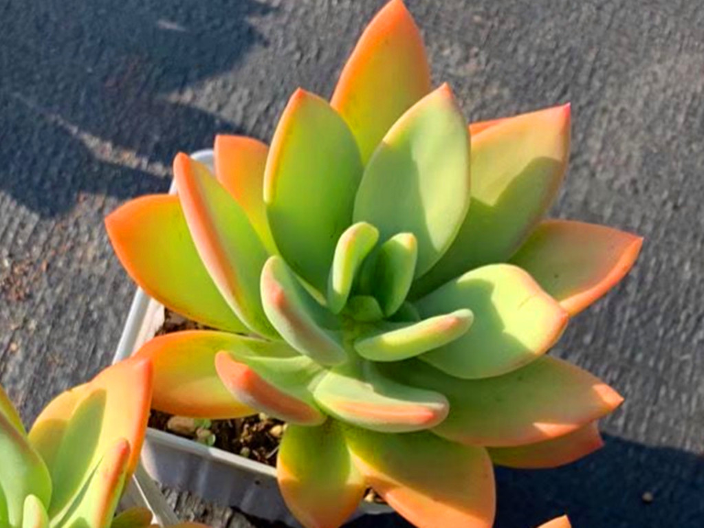 叶片像芒果的多肉芒果美人,生长快度夏容易,这样养更爱出状态