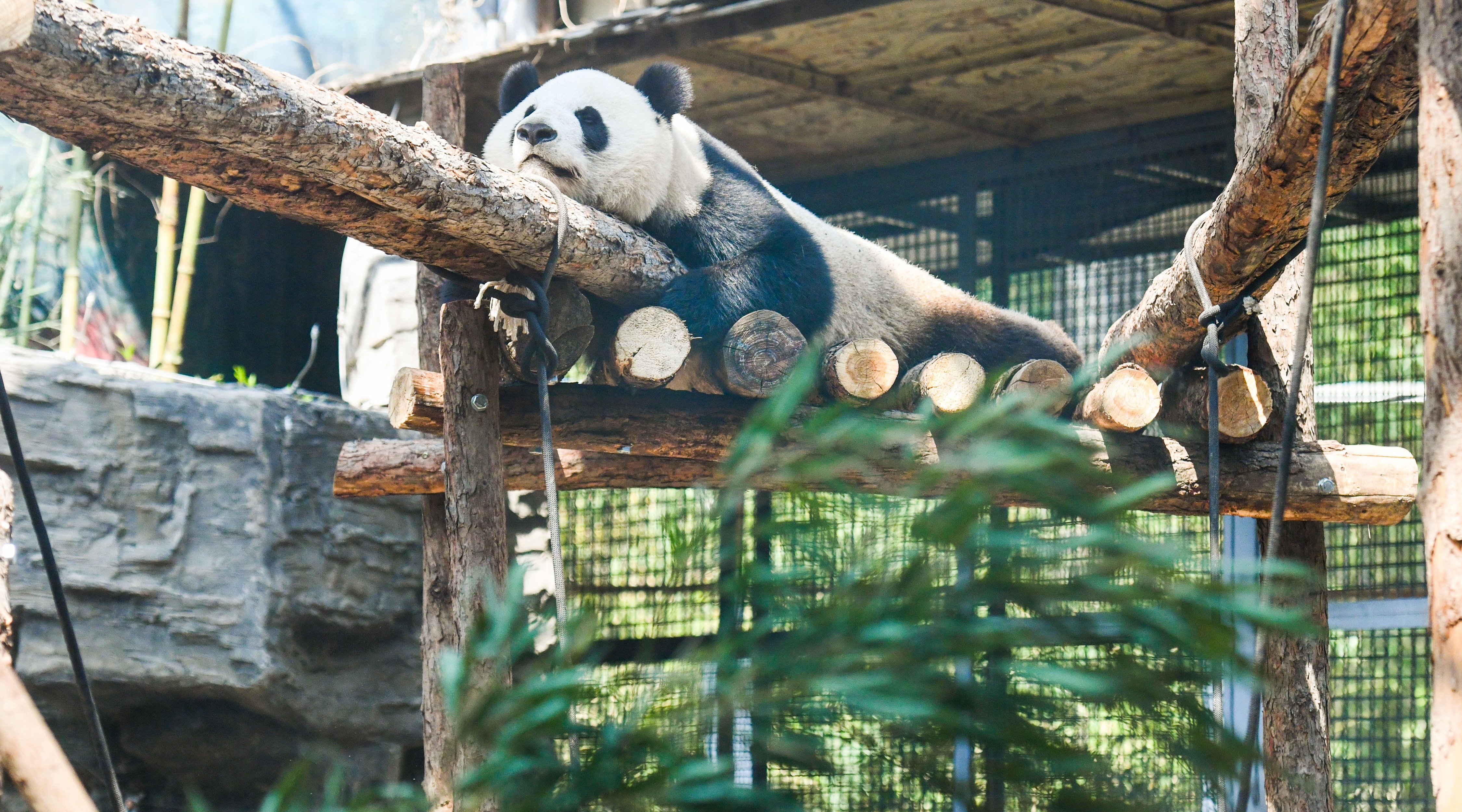 奥运熊猫馆全新亮相