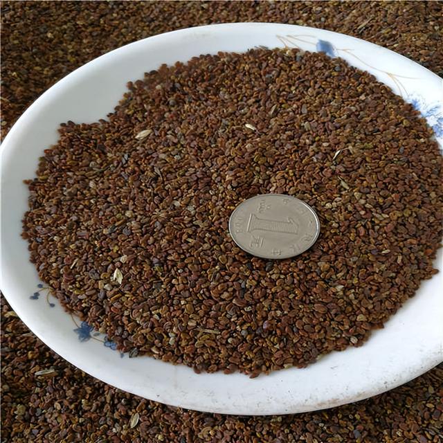 紫云英种子怎么播种