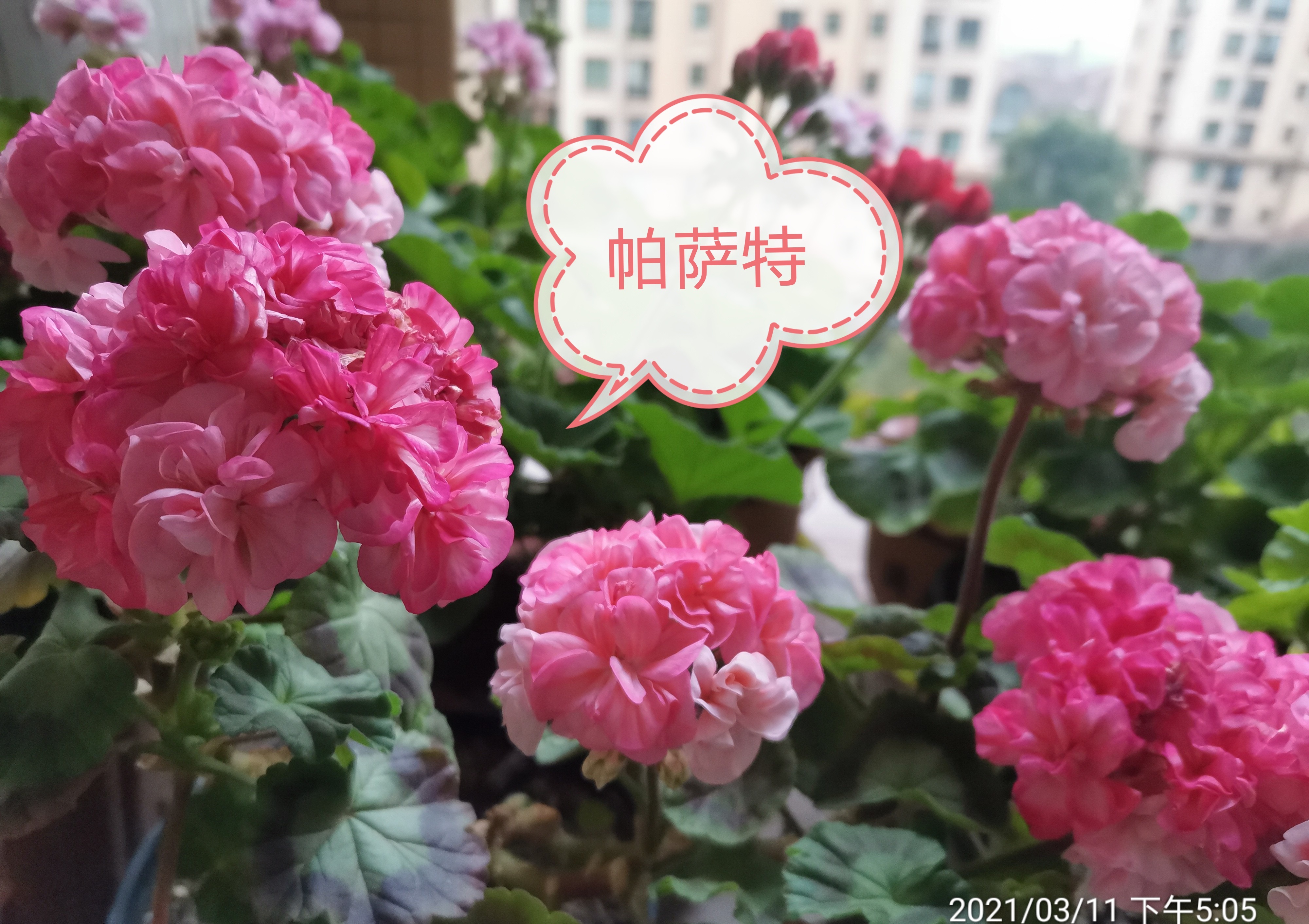 有种天竺葵,名叫"帕萨特",颜值高还爱开花,耐热且好养!