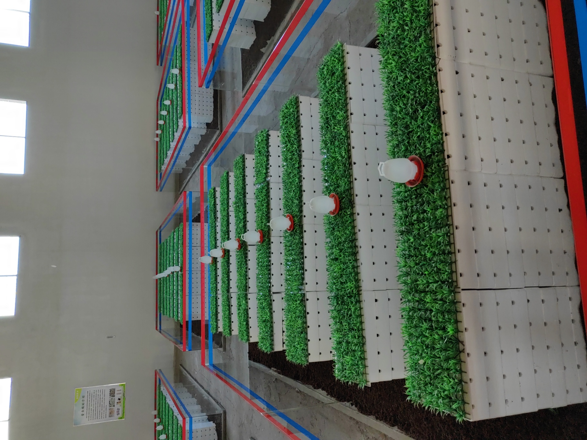 湖北随州胜隆蜈蚣养殖基地专业蜈蚣养殖三十年