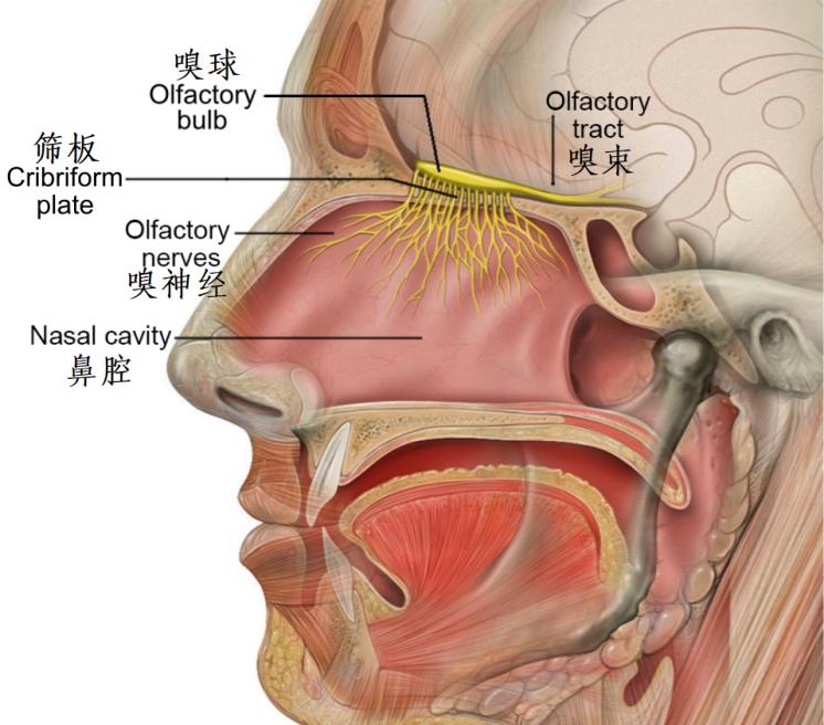 嗅球的解剖位置图片