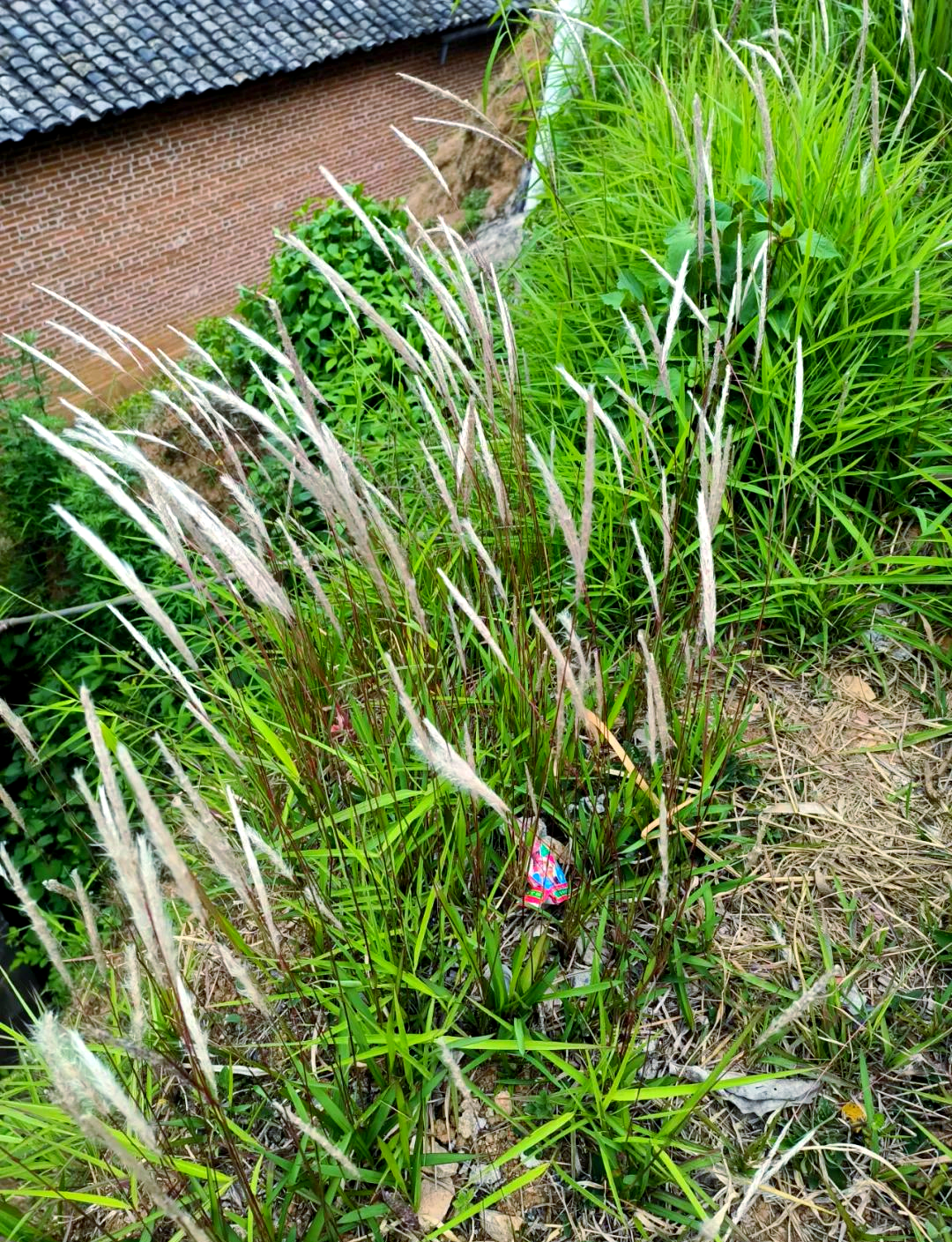 白茅的多种药用功效,适用于多种出血症状及热淋水肿等