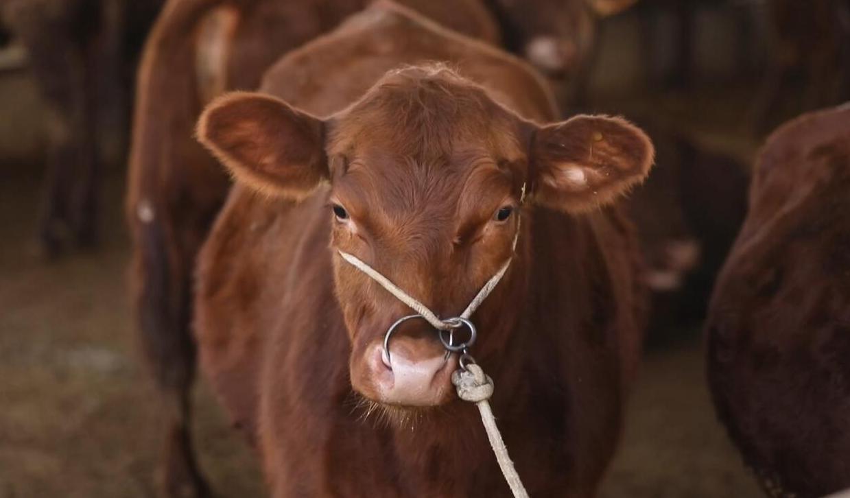 甘肃正宁:"早胜牛"产业链全新"上线",着力打造西北肉牛养殖大县