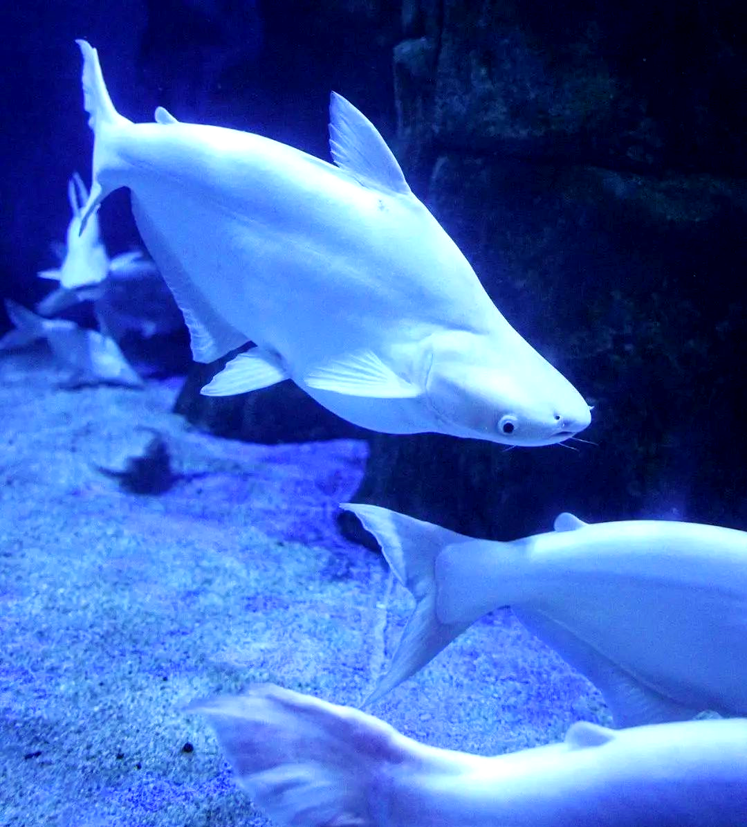 探索海洋生物世界:淡水蓝鲨与白鲨的奇妙之旅