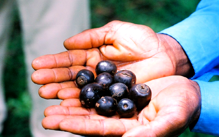 赞比亚的野生果实:从口香糖到酸梅的天然美味