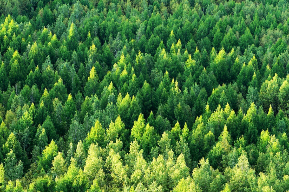 碳汇是什么?我国植树造林成果被低估 相关科研成果登上自然杂志