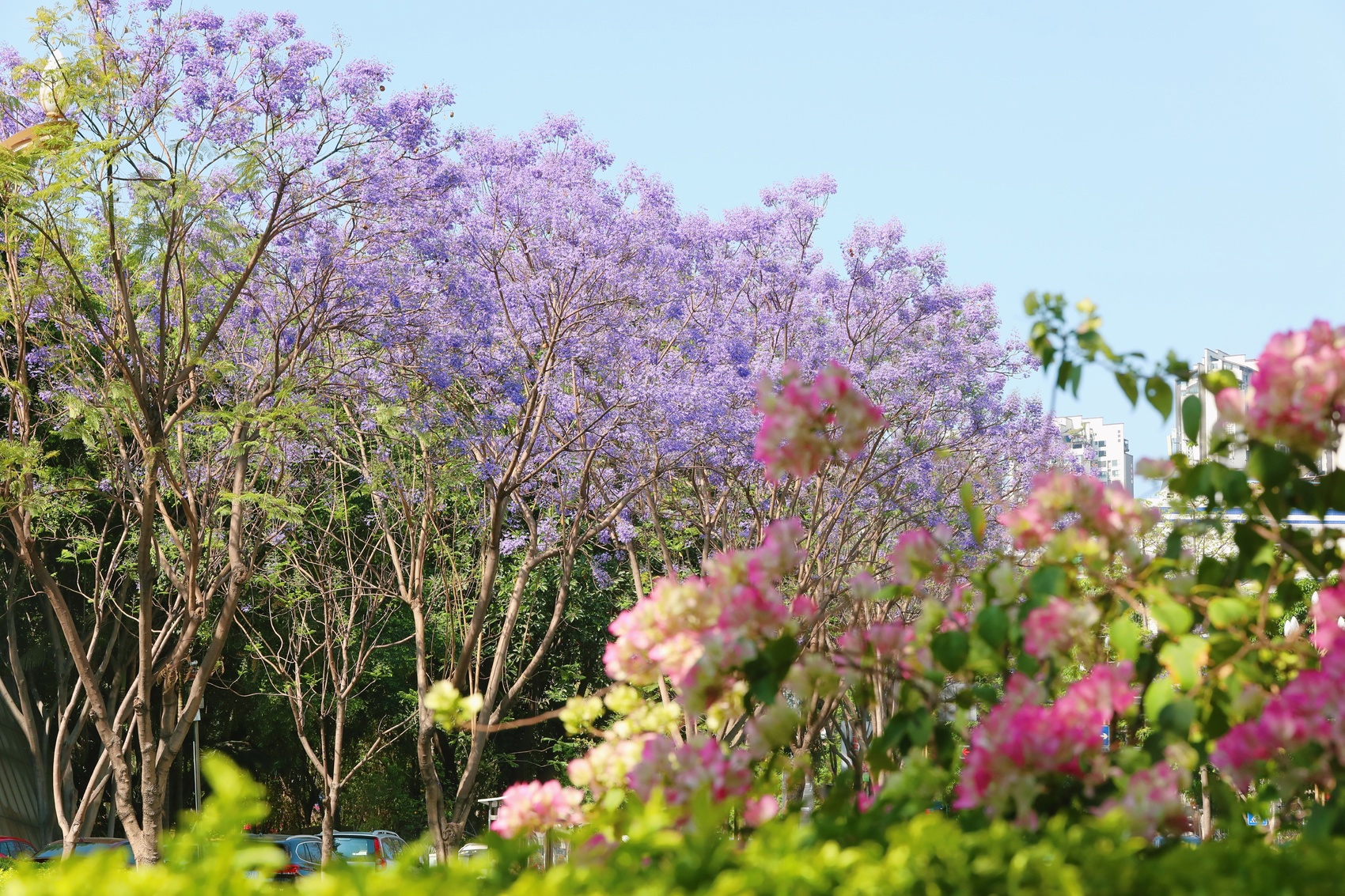 c视频|攀枝花的蓝花楹都开了,你还不来?