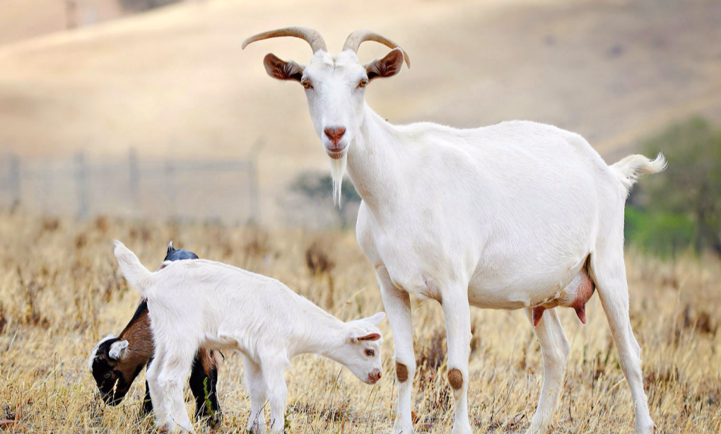 把10头公羊和10头母羊,放到有森林的孤岛上,10年后会怎么样?