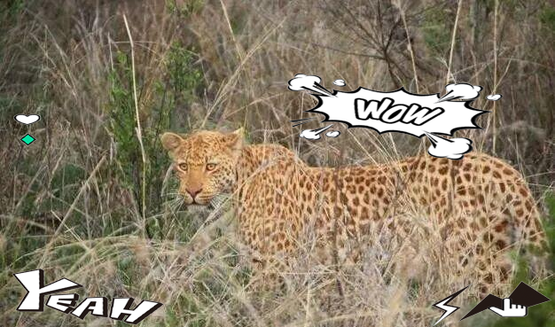 花豹中的独特基因突变:橘粉色草莓豹的生存挑战