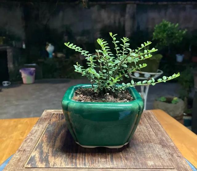 被盆景人忽视的冷门盆景植物水生蓝宝石-蕊帽忍冬