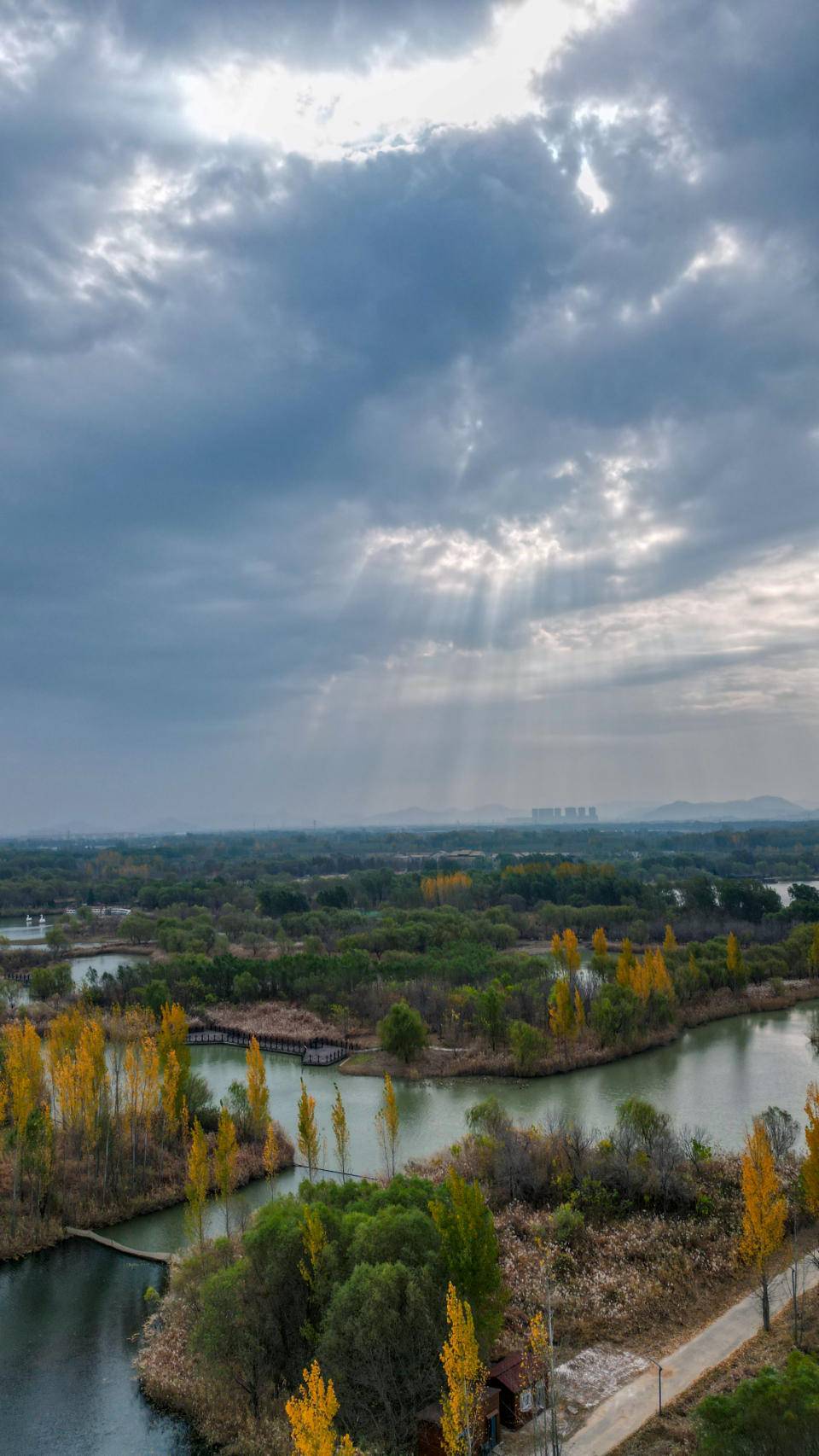 济西湿地:湿地芦苇秋色满 风吹摇曳入画来