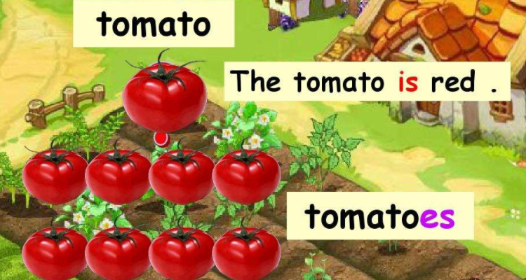 tomato复数图片