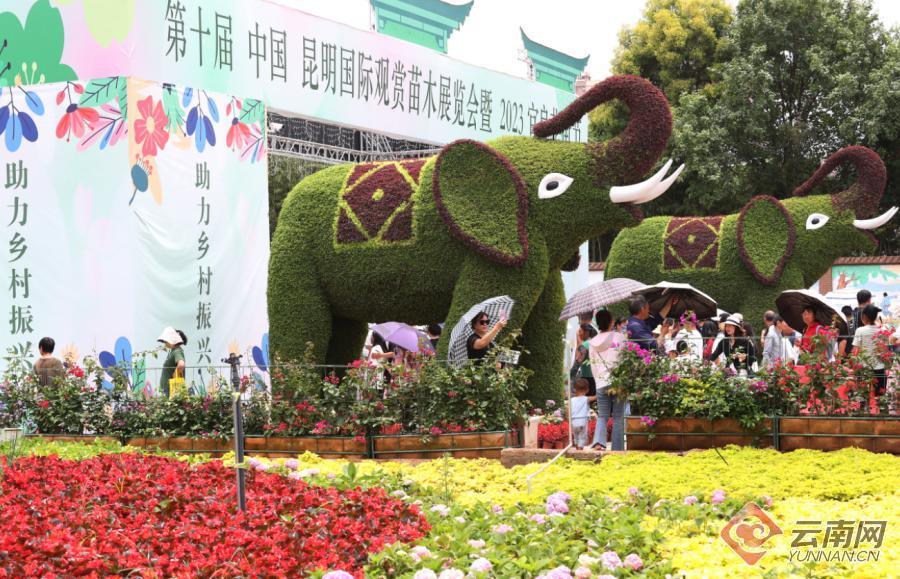 昆明宜良花街节:逛花街买鲜花 花海人潮庆端午