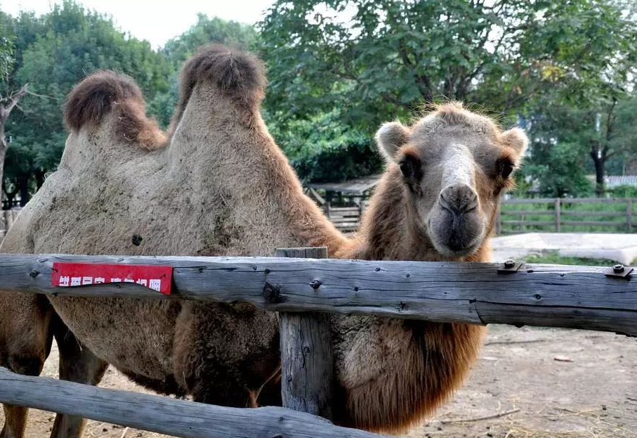 湛江动物园都有什么好玩的?这篇攻略请收好,定能派上用场!